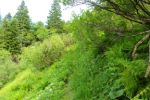 2014-07-05_Laengental-N-Hochweg (650). JPG